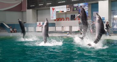 Show spectaculos la Constanţa. "Delfinii au avut demonstraţii excepţionale, cum nu am mai văzut nicăieri în Europa" - 5