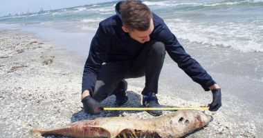 Alarmant! Zeci de delfini eșuați pe țărm, numai luna aceasta - 2