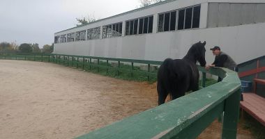 Gloria și Zoro, vedetele clubului de echitație din Constanța - 2