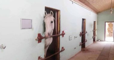 Gloria și Zoro, vedetele clubului de echitație din Constanța