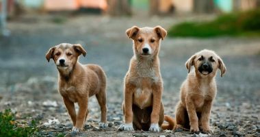 Eforturi pentru oprirea înmulţirii maidanezilor. Sute de câini, sterilizaţi - 2