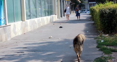"Nu mai putem trăi aici. Ne omoară mirosul, gălăgia și mizeria!" / Galerie foto - 3