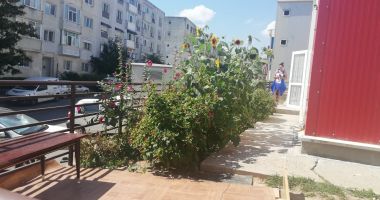 Reportaj în cartierul social "Henri Coandă". "Suntem ca în lagăr!" - 12