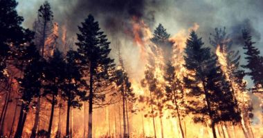 Stire din Actualitate : Incendiile distrug acum de două ori mai multă pădure la nivel mondial decât la începutul secolului