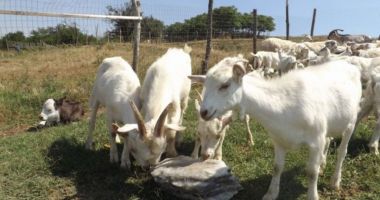 Încotro se îndreaptă agricultura românească? Răspunsul îl va da recensământul general agricol din 2021 - 3