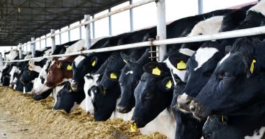 Încotro se îndreaptă agricultura românească? Răspunsul îl va da recensământul general agricol din 2021 - 4
