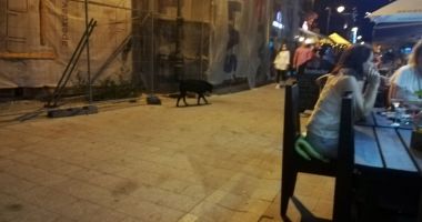 Maidanezii sperie turiștii din centrul vechi al Constanței. "Luăm masa cu dulăi printre mese!" - 2