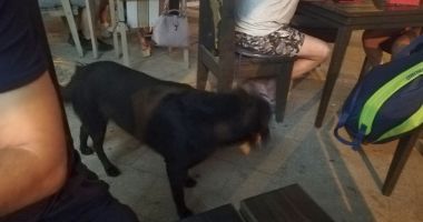 Maidanezii sperie turiștii din centrul vechi al Constanței. "Luăm masa cu dulăi printre mese!" - 3