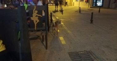 Maidanezii sperie turiștii din centrul vechi al Constanței. "Luăm masa cu dulăi printre mese!" - 5