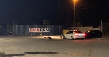 Între teroare și disperare. "Parcă suntem la marginea lumii, vom sfârși sub colții maidanezilor!" - 2