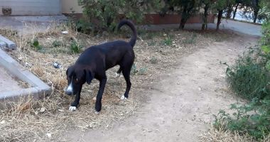 Stire din Social : Între teroare și disperare. "Parcă suntem la marginea lumii, vom sfârși sub colții maidanezilor!"