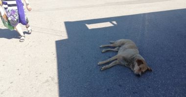 Constanța, fieful câinilor fără stăpân! "Ne temem să ne apropiem, că imediat își arată colții!" - 2