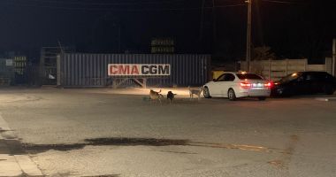 Între teroare și disperare. "Parcă suntem la marginea lumii, vom sfârși sub colții maidanezilor!" - 3