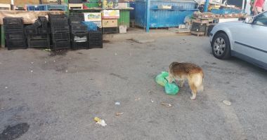 Între teroare și disperare. "Parcă suntem la marginea lumii, vom sfârși sub colții maidanezilor!" - 4