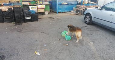 Constanța, fieful câinilor fără stăpân! "Ne temem să ne apropiem, că imediat își arată colții!" - 3