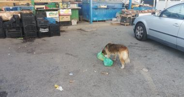 Între teroare și disperare. "Parcă suntem la marginea lumii, vom sfârși sub colții maidanezilor!" - 5