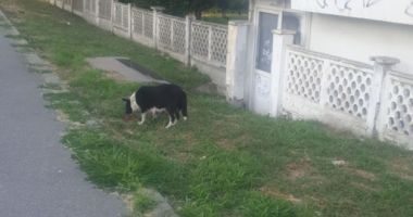 Între teroare și disperare. "Parcă suntem la marginea lumii, vom sfârși sub colții maidanezilor!" - 7