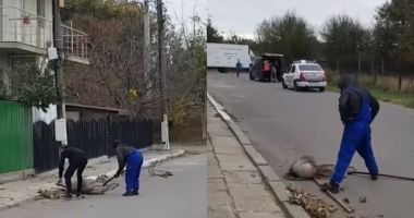 Câtă cruzime, câtă barbarie... "E ceva  de neimaginat pentru o țară europeană!" - 4