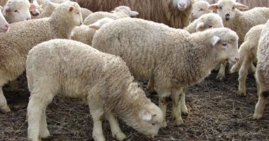 Vom avea carne de Paște? Mieii româneşti, la mare căutare în ţările arabe - 2