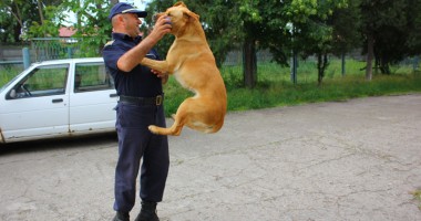 Contrabandiștii de țigări au un nou dușman: Napala! - 2