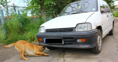 Contrabandiștii de țigări au un nou dușman: Napala! - 3