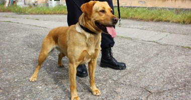 Contrabandiștii de țigări au un nou dușman: Napala! - 6