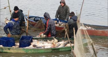 Nu-i minciună! Pescarii de la Marea Neagră și Dunăre au capturat peste 3.179 tone de pește - 4