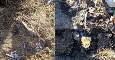 Dezastru ecologic la Dunăre: mii de oi moarte în Portul Midia, îngropate în spatele crematoriului din Tulcea! - 2