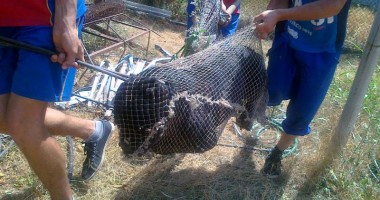 Stire din Eveniment : CRUZIME FĂRĂ MARGINI. "Sechestrați" în casă de un câine rănit, dar DRESAT SĂ UCIDĂ!