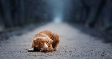 Nu este de joacă! Închisoare și interzicerea dreptului de a mai deține animale, pentru cei care le chinuie! - 2