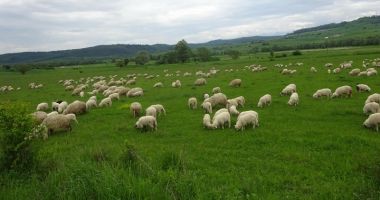 Stire din Social : Oile și caprele din Dobrogea, amenințate  de pesta micilor rumegătoare