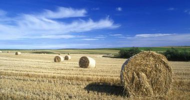 Peste 400 de hectare de terenuri agricole, scoase la vânzare într-o singură zi, în județul Constanța - 2