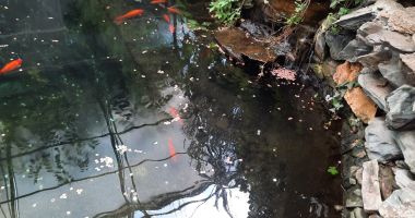 Semnal de alarmă la Microrezervaţie! Nu mai aruncați monede și mâncare la animale și pești! - 3