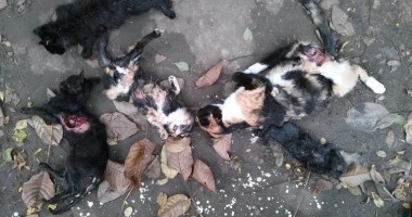 Masacru în Constanța: pisici spintecate și cu organele scoase!