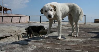 Haite de câini, „de pază” pe plaja Mamaia. „Pun în pericol viaţa trecătorilor!” - 2