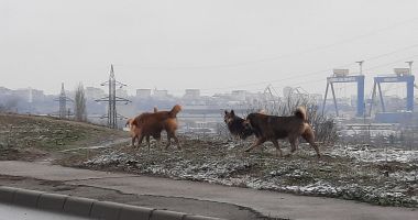 Haitele de maidanezi pun stăpânire pe străzile Constanței - 2