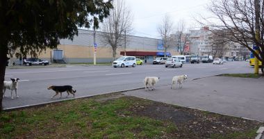 Mii de maidanezi pe străzile din Constanţa. Primăria îi numără, dar nu îi adună - 2