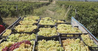 Stire din Economie : Producătorii de vin pot solicita ajutor de stat. Până când se depun cereri la APIA