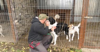 Proiect USR - Câinii vor fi vaccinați, sterilizați și microcipați în adăposturi