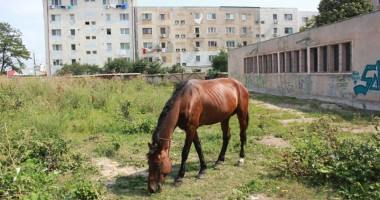 Șatrele de romi care au băgat în sperieți Constanța: "Ne-am săturat de balegă  și șobolani!" - 4