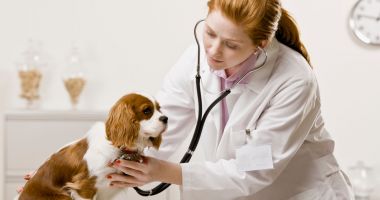 Stire din Economie : Restricții aberante privind înființarea firmelor de contabilitate și a cabinetelor medicale veterinare