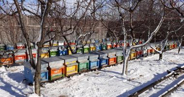 Stire din Economie : An slab pentru apicultori. Mierea a fost mai puţină, dar de calitate