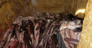 Măcel în Marea Neagră, prin Portul Tomis - 6