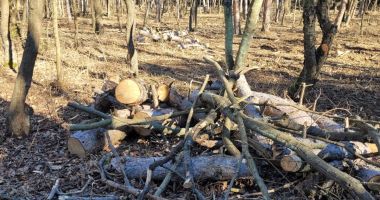 USR Mangalia demarează o campanie de strângere de semnături pentru salvarea Pădurii Comorova - 2
