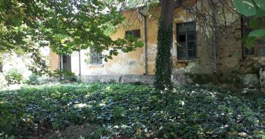 Boschetarii și câinii fără stăpân se "tratează" în curtea Spitalului de Boli Infecțioase. Halichidis ridică din umeri - 2