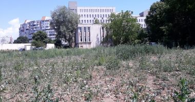Boschetarii și câinii fără stăpân se "tratează" în curtea Spitalului de Boli Infecțioase. Halichidis ridică din umeri - 4