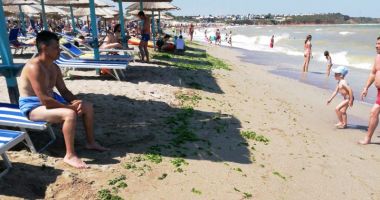Plajele, invadate de alge. "Acționăm permanent, pe cât posibil să nu deranjăm turiștii aflați în concediu" - 2