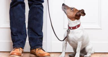 Stire din Social : Scandal cu câinii de apartament. Cine ia măsuri împotriva vecinilor iubitori de prea multe animale