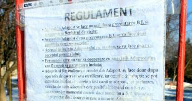 Hingherii s-au făcut stăpâni  pe viața maidanezilor.  "Lagărul" din Biobaza Constanța - 4