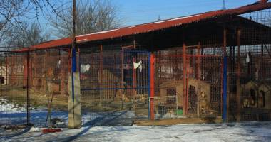 Hingherii s-au făcut stăpâni  pe viața maidanezilor.  "Lagărul" din Biobaza Constanța - 3